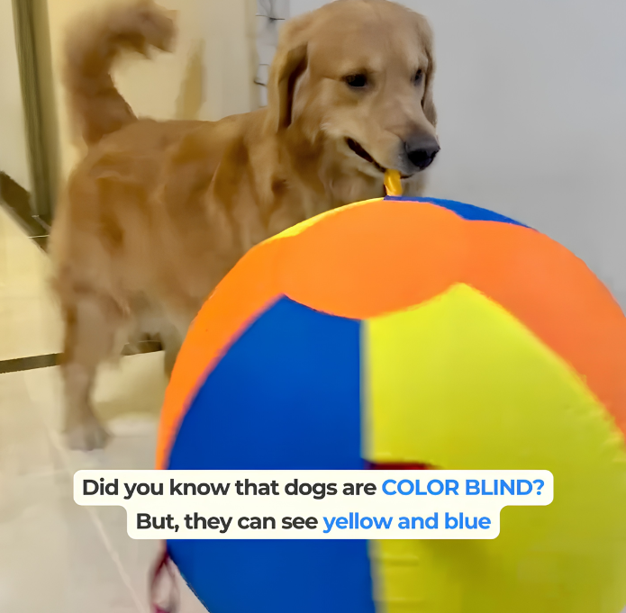 Calming Jumbo Ball