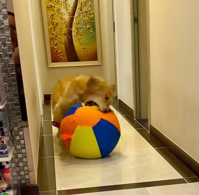 Calming Jumbo Ball